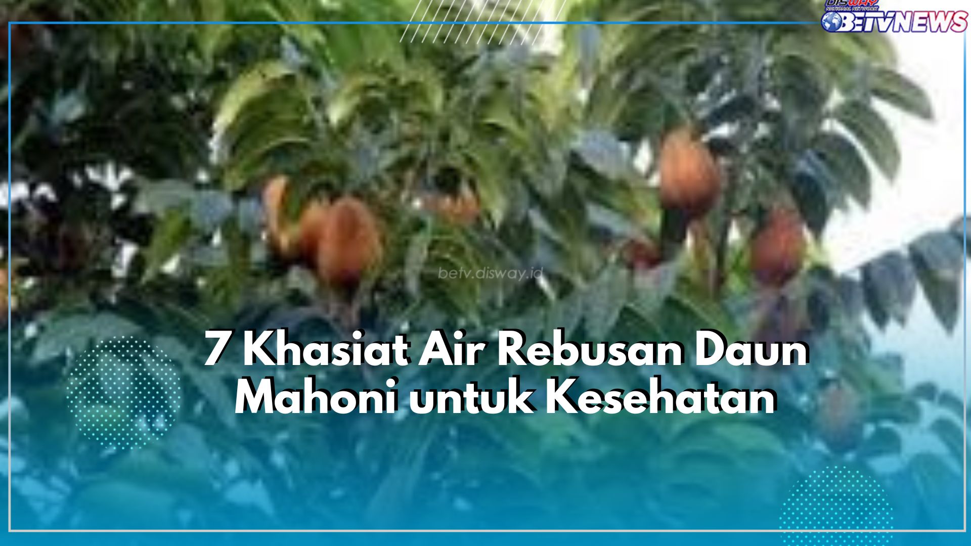 Ini 7 Khasiat Daun Mahoni untuk Jaga Kesehatan, Cukup dengan Minum Air Rebusannya