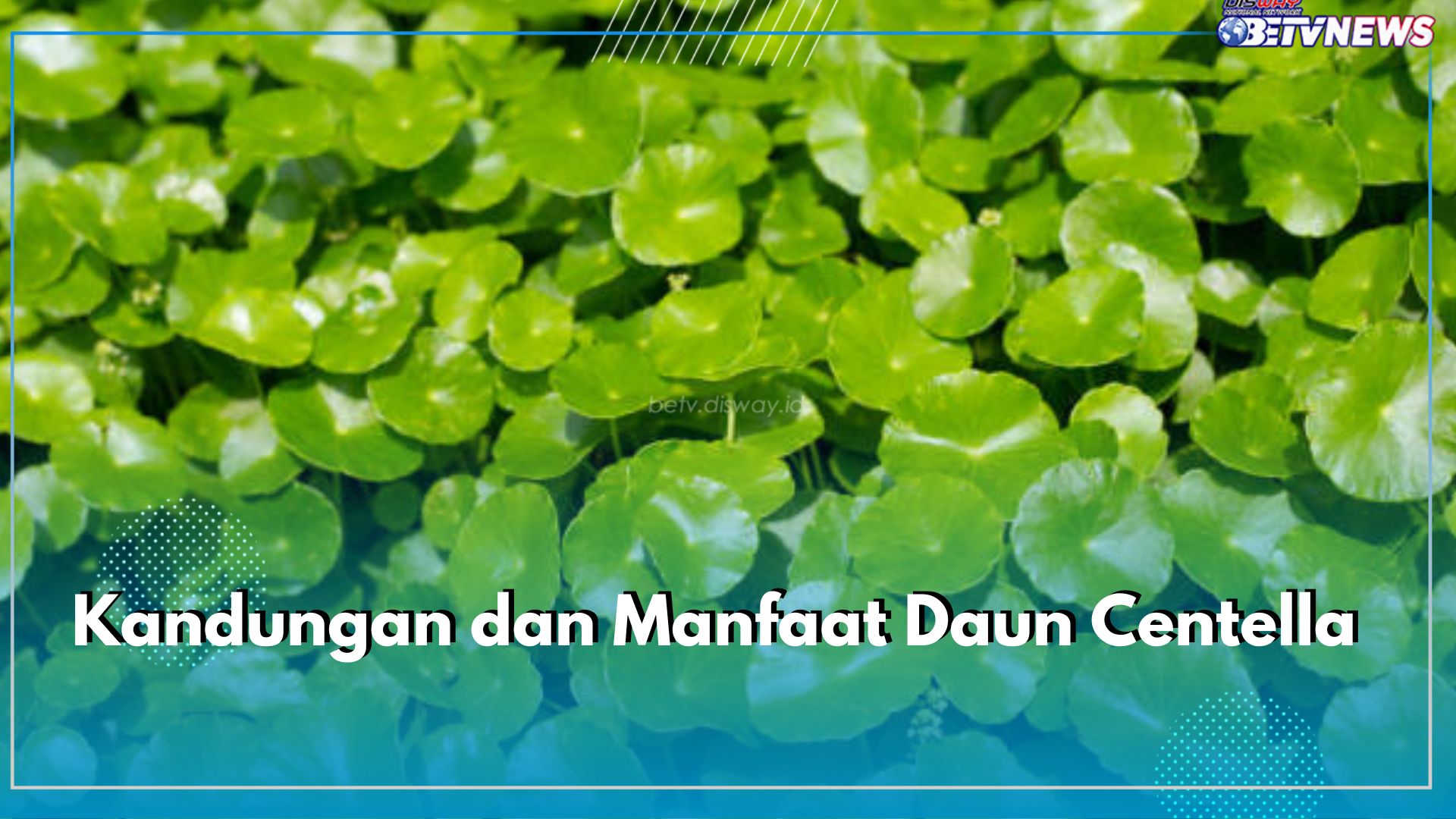 Dikenal Ampuh Mengatasi Ragam penyakit, Cek Kandungan dan Manfaat Daun Centella Bagi Kesehatan