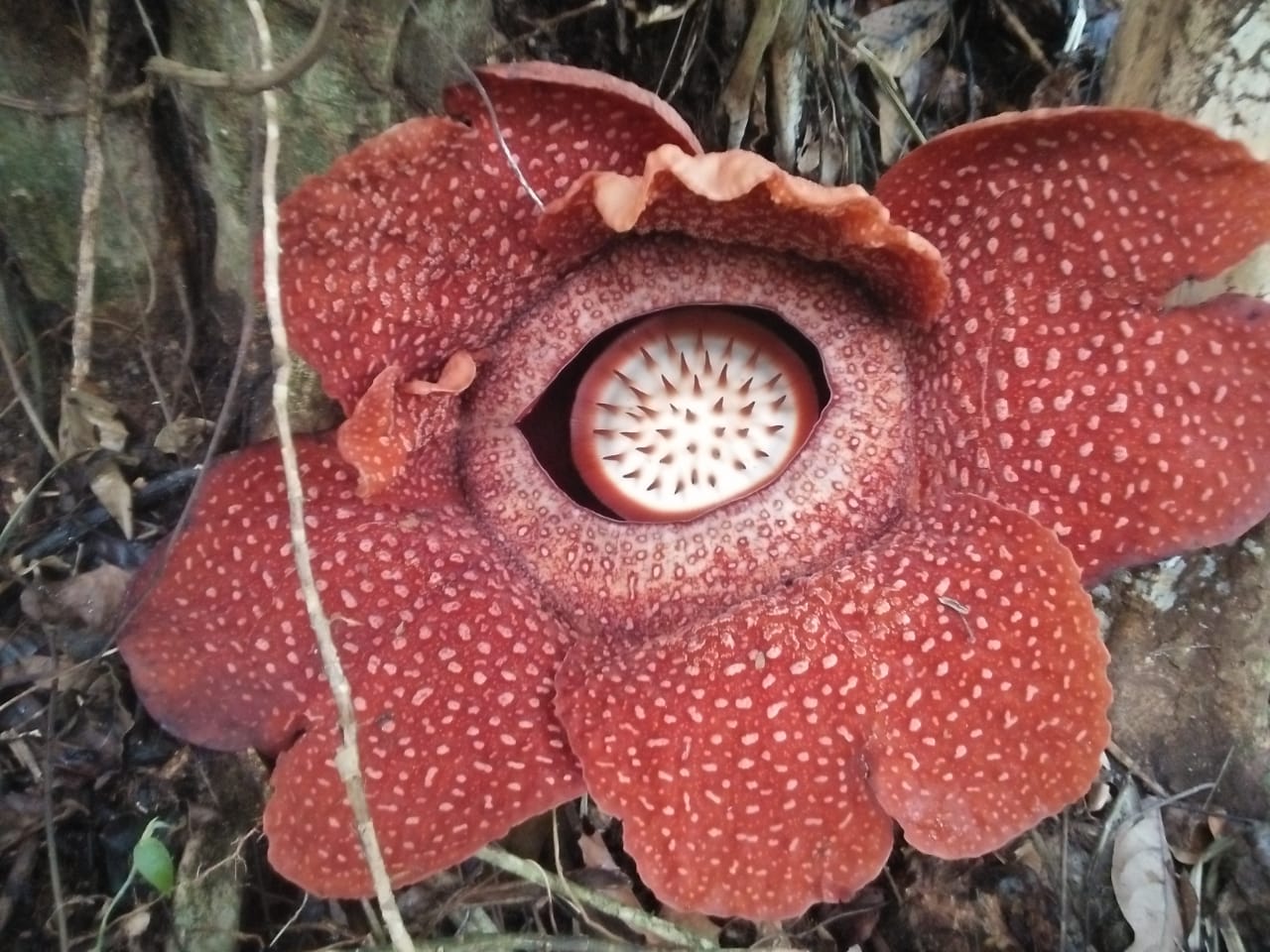 Unik, Bunga Rafflesia Kelopak 6 Mekar di Lubuk Resam