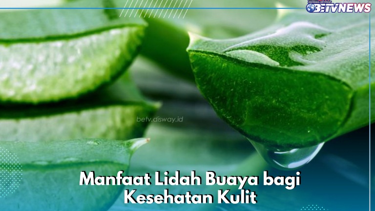 Sederet Manfaat Lidah Buaya yang Jarang Diketahui, Ampuh Mencegah Penuaan