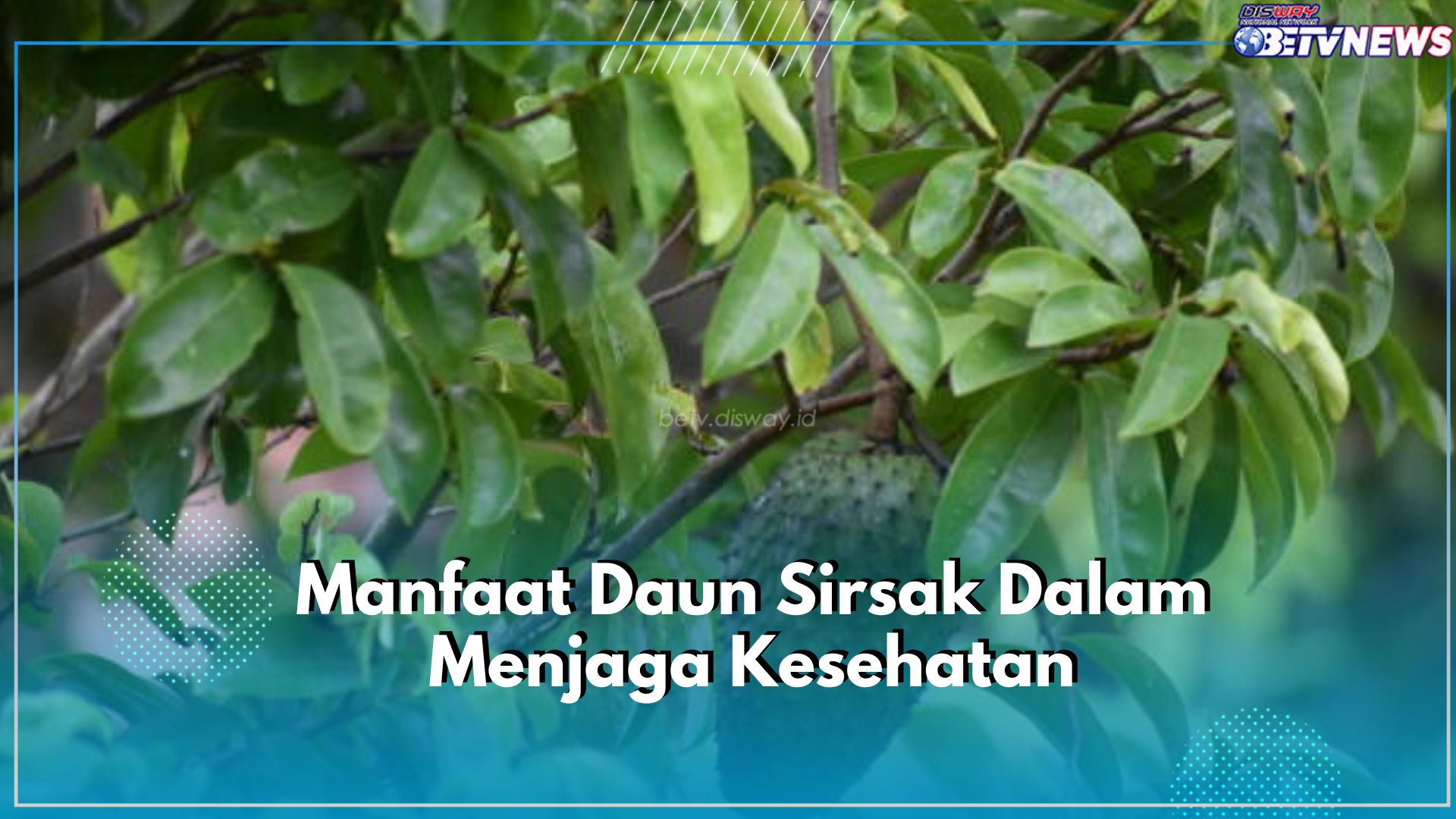 Tak Hanya Buahnya, Cek Manfaat Daun Sirsak untuk Kesehatan, Bisa Atasi Maag hingga Diabetes