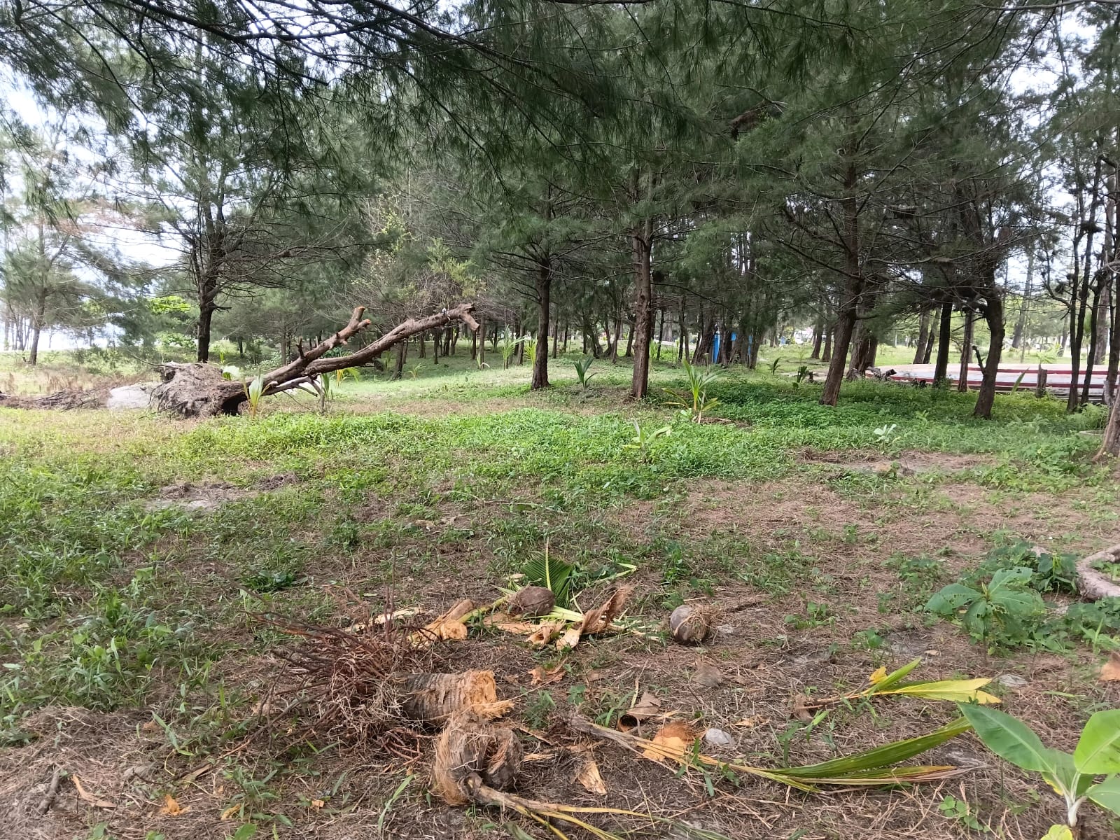 Miris! Pohon Kelapa di Kawasan Pantai Panjang Dicabut Oknum Tak Bertanggung Jawab