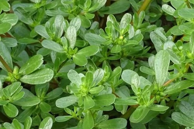 Kerap Diremehkan Sebagai Tanaman Liar, Inilah Sederet Manfaat Krokot yang Jarang Diketahui untuk Kesehatan