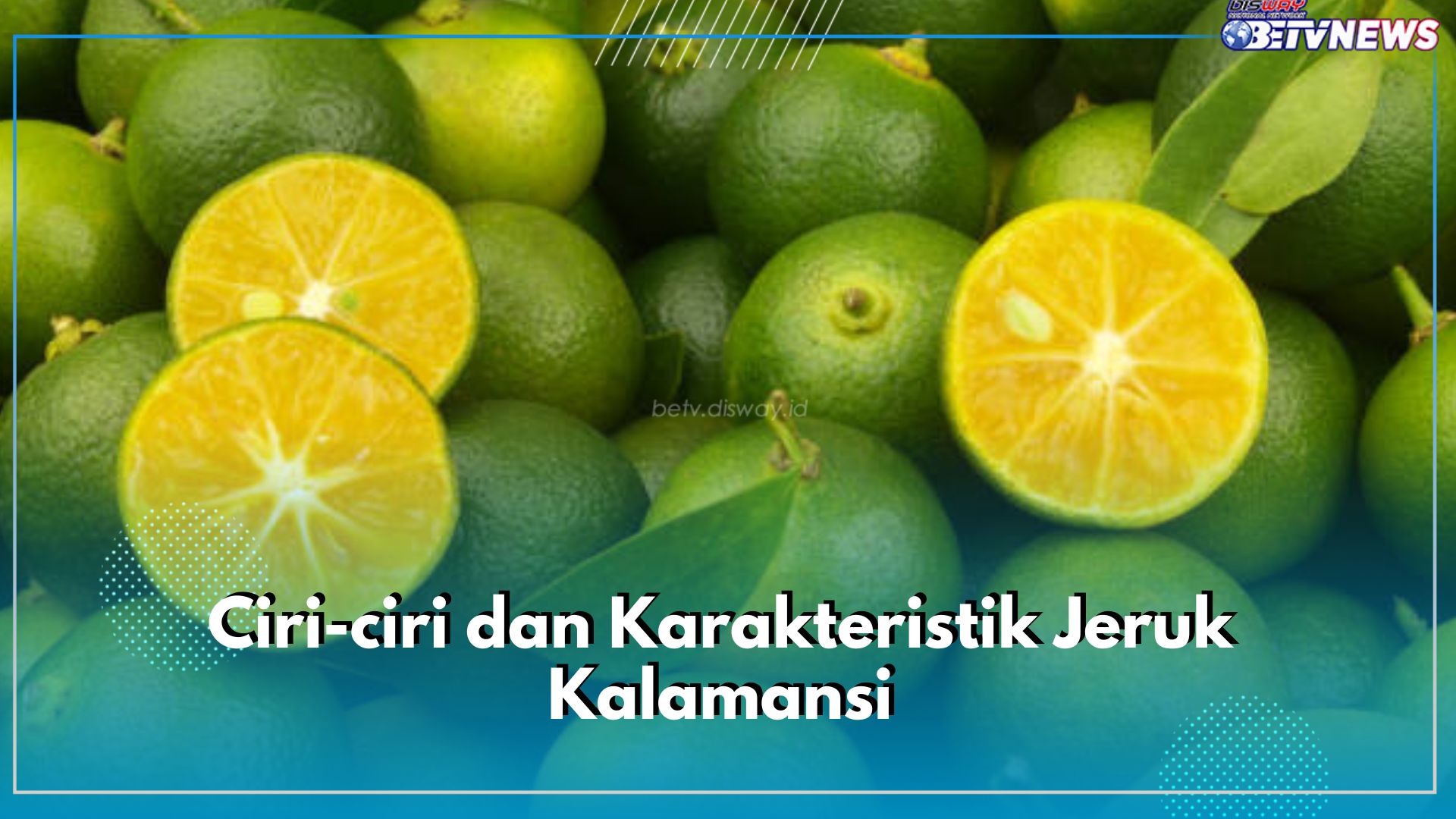 Berkunjung ke Bengkulu? Jangan Lewatkan Jeruk Kalamansi, Ini Ciri-ciri yang Perlu Kamu Ketahui