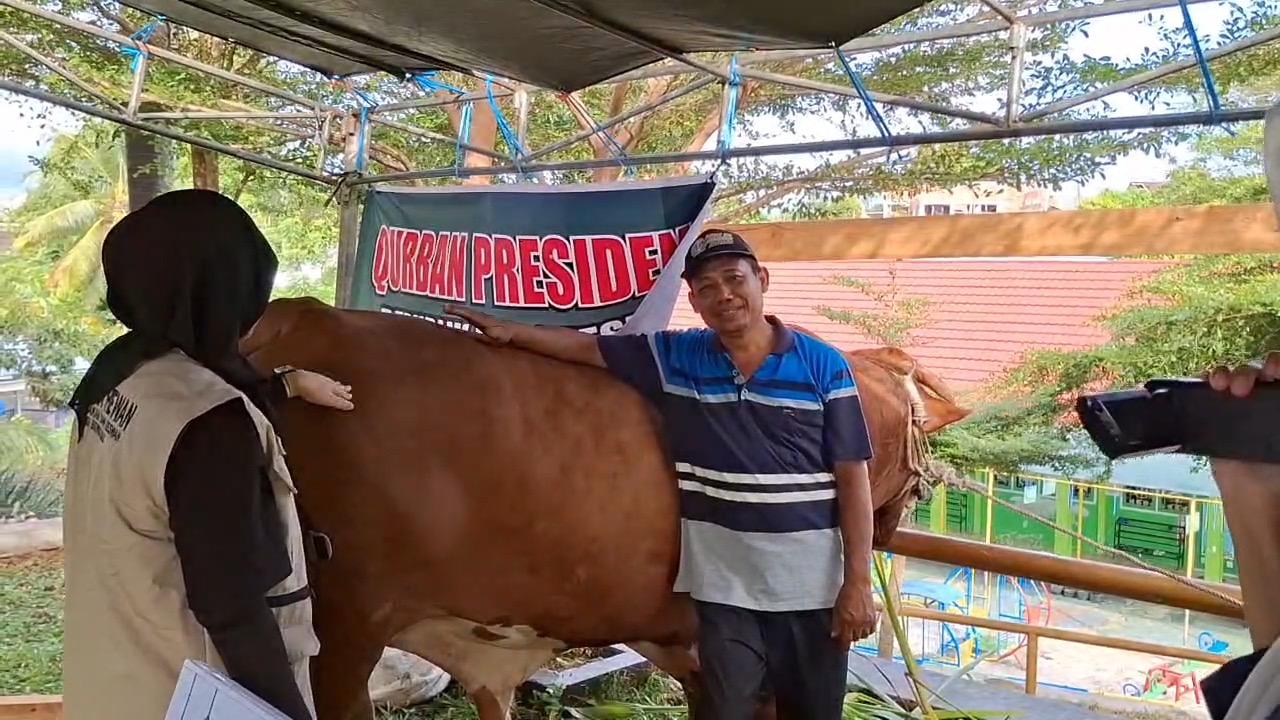 Pemprov Bengkulu Mulai Seleksi Sapi Kurban Bantuan Presiden, Bobot Minimal Harus 1 Ton