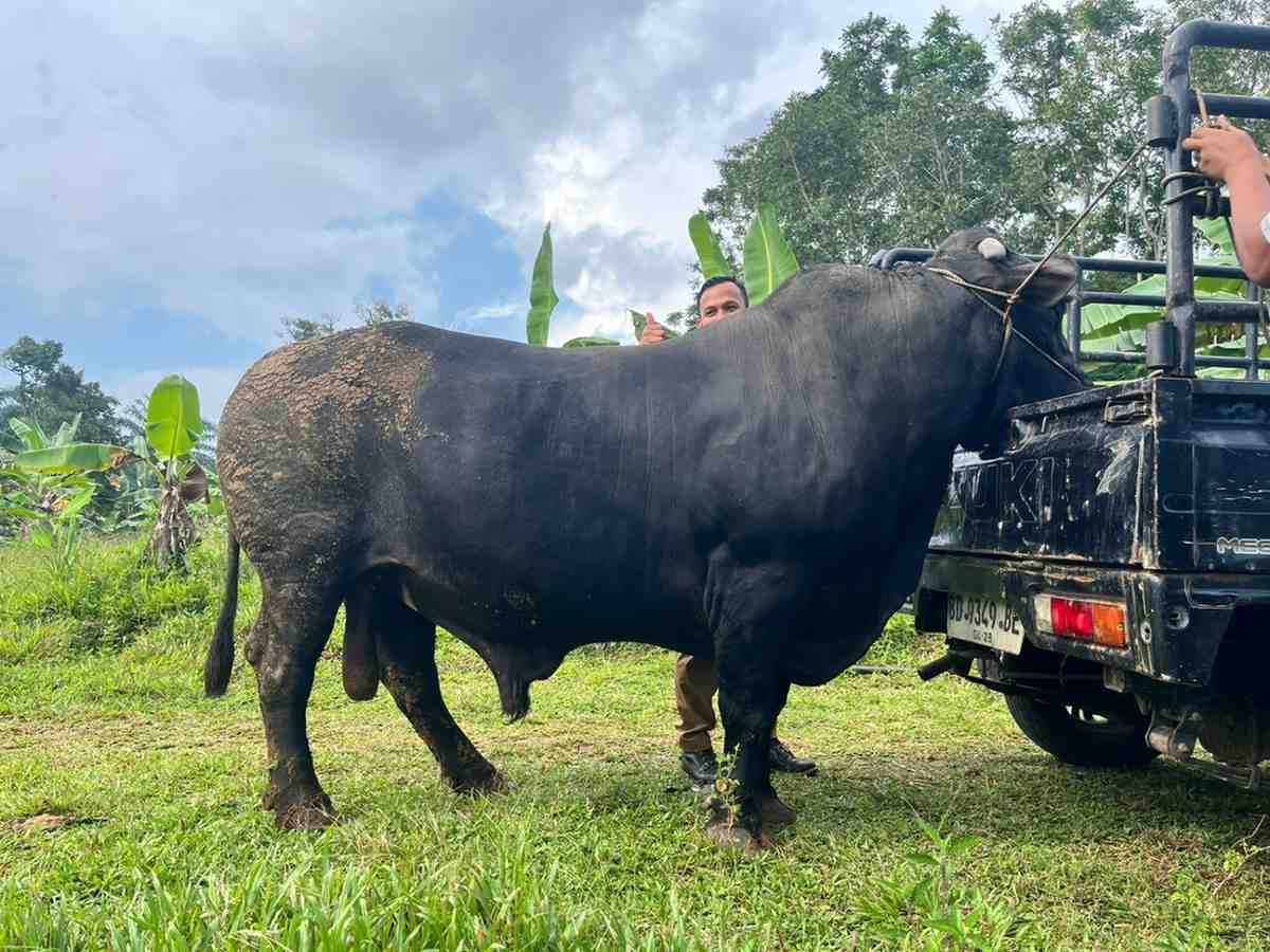 Sapi Jumbo 1 Ton dari Bengkulu Selatan Berpeluang Jadi Kurban Presiden