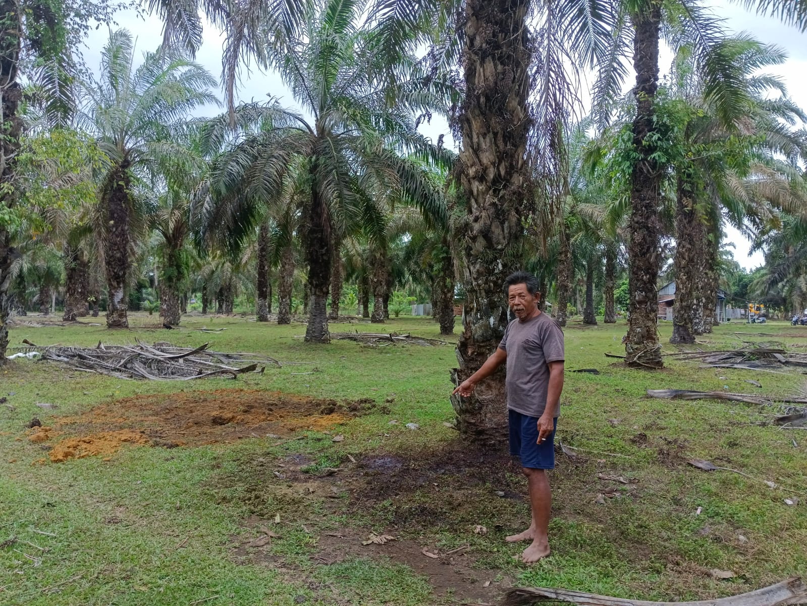 Heboh, Sapi Tengah Hamil di Padang Serai Disembelih Komplotan Curnak