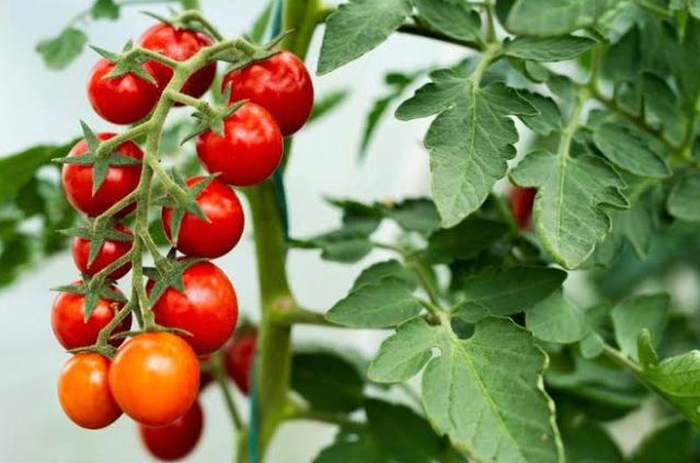 Jarang Diketahui, Inilah 10 Manfaat Tomat Ceri untuk Kesehatan, Salah Satunya Baik Bagi Penderita Kolesterol!