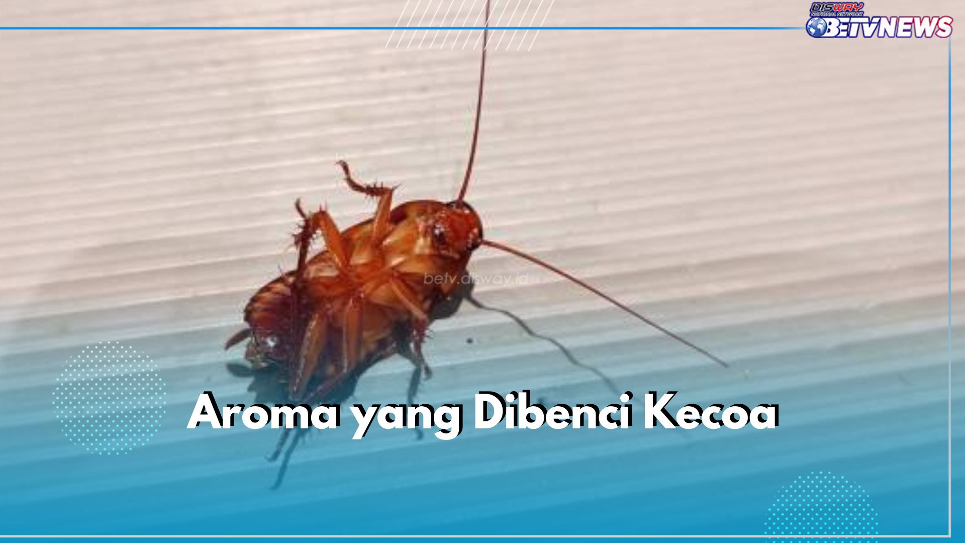 6 Aroma Ini Sangat Dibenci Kecoa, Yuk Gunakan di Rumahmu untuk Halau Mereka!