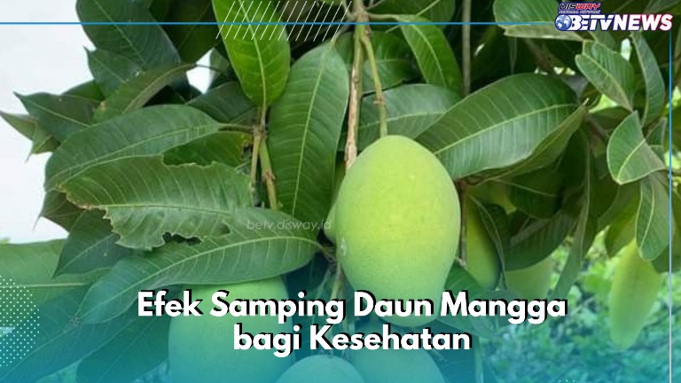 Cek di Sini! Efek Samping dari Daun Mangga, Bisa Terkena Gangguan Fungsi Hati