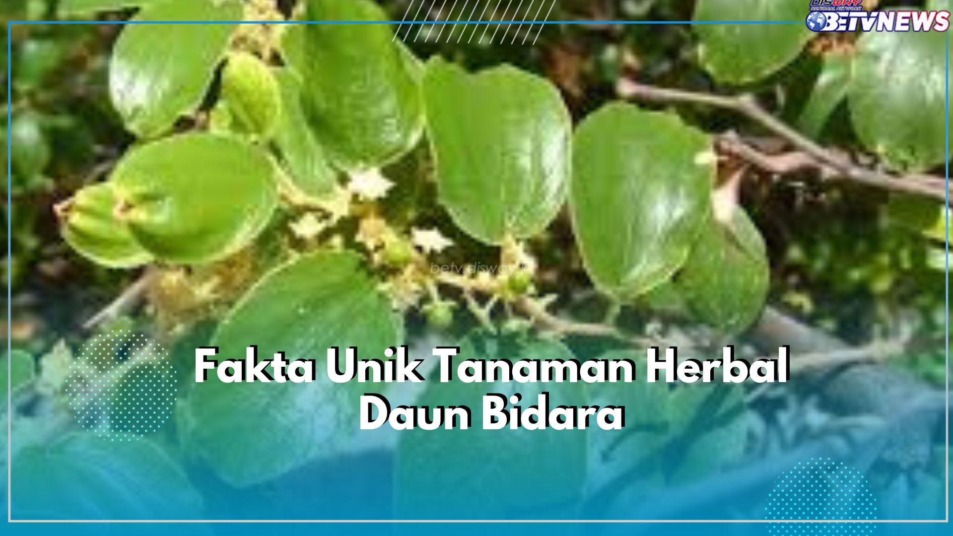Mengulik Segudang Fakta Unik Daun Bidara, Ternyata Sering Digunakan Sebagai Ritual Pengobatan Tradisional