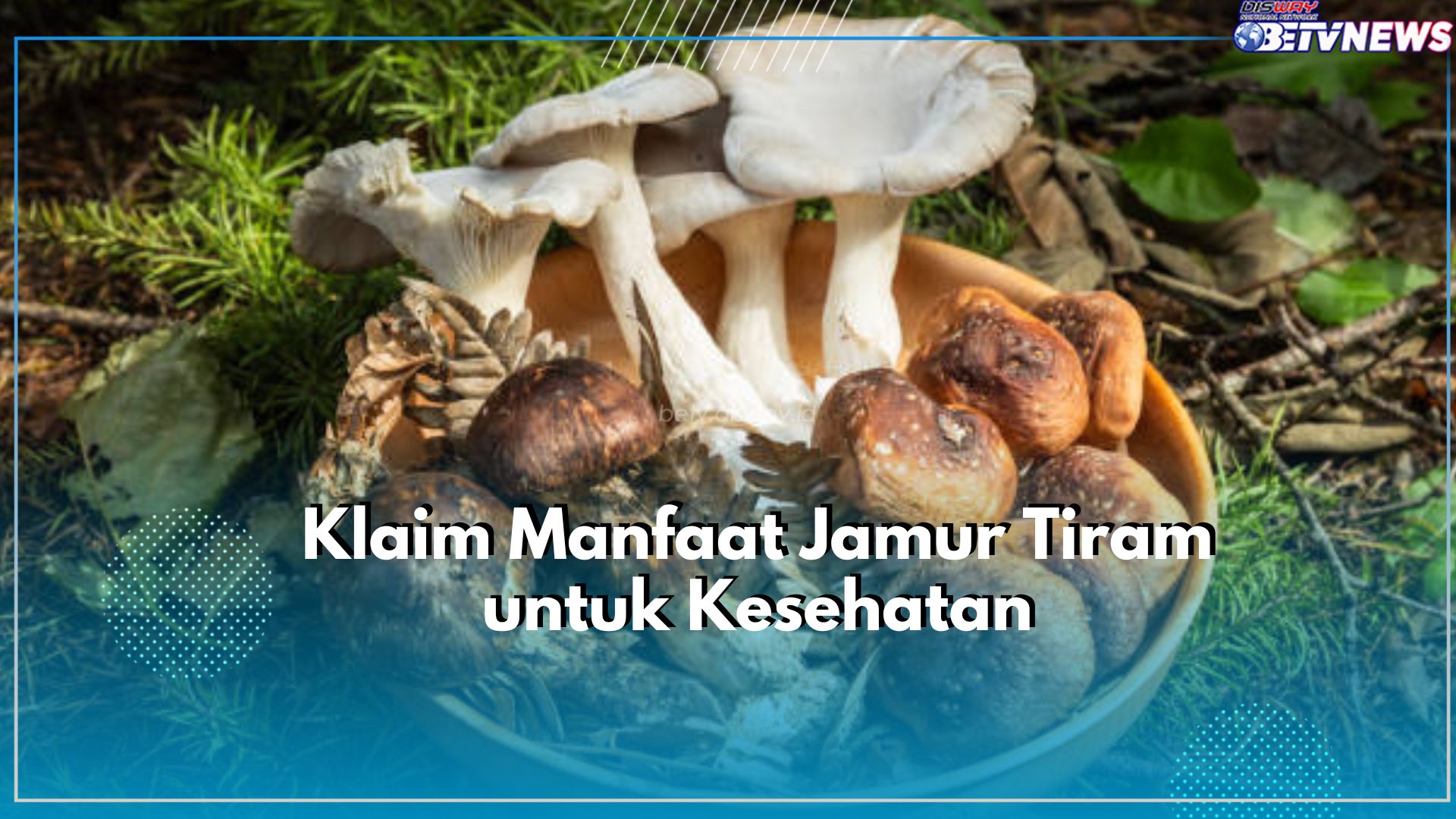 Tak Hanya Lezat, Klaim Manfaat yang Ditawarkan Jamur Tiram untuk Kesehatan, Bikin Tubuh Makin Ideal