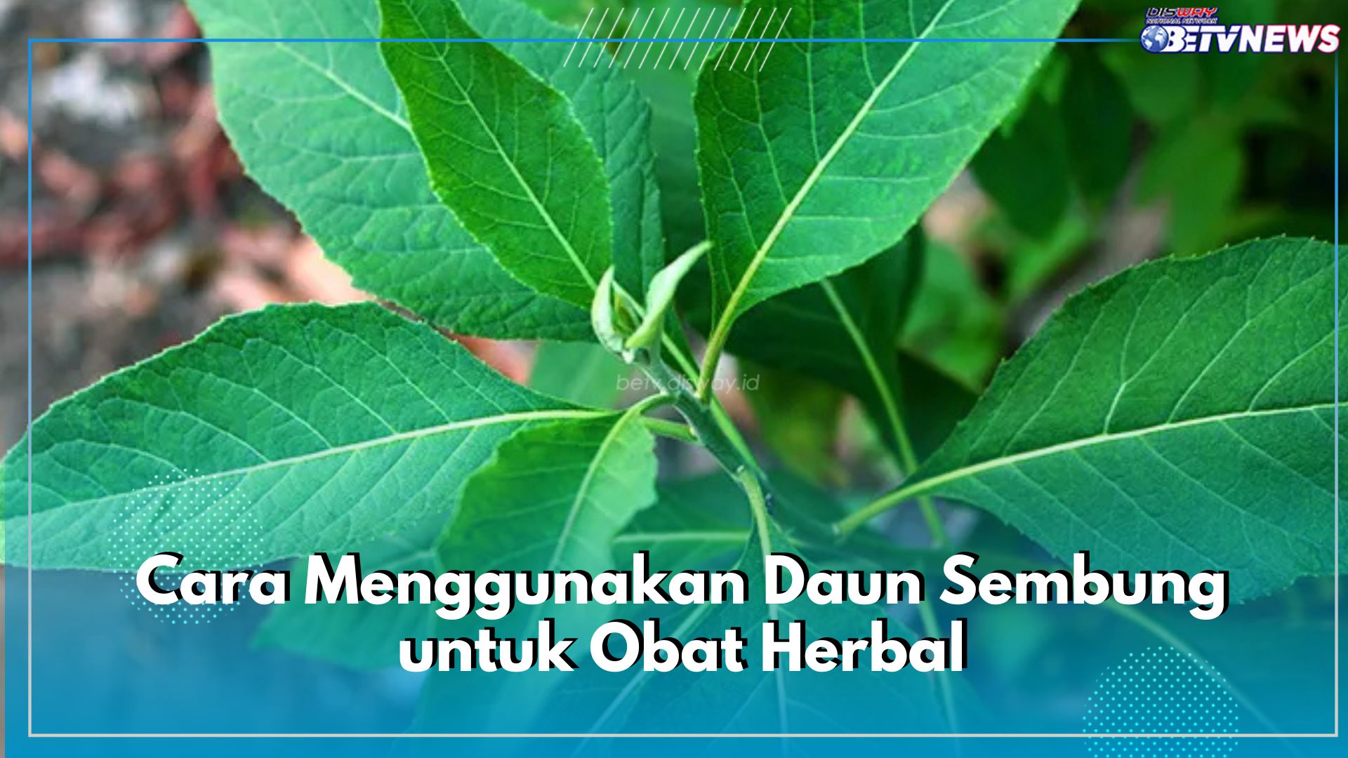 Jadi Obat Mujarab, Ini 5 Cara Gunakan Daun Sembung Sebagai Obat Herbal