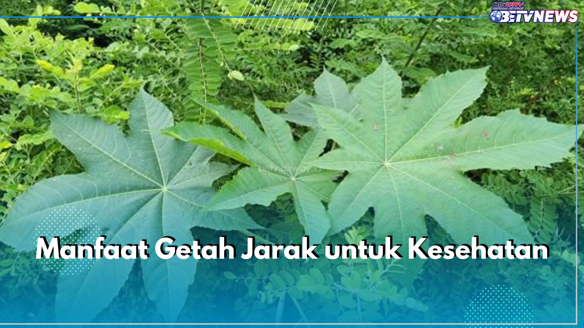 Ajaib! Ini 5 Manfaat Getah Jarak untuk Kesehatan, Bisa Atasi Nyeri