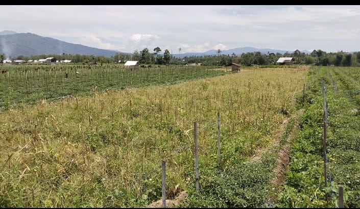 Irigasi Putus, 500 Hektar Sawah Jadi Kebun Sayur