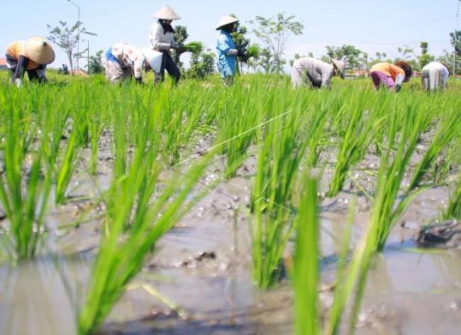 Tiba Minggu Depan, Kabupaten Seluma Terima Bantuan 160,5 Ton Benih Padi dari Kementan