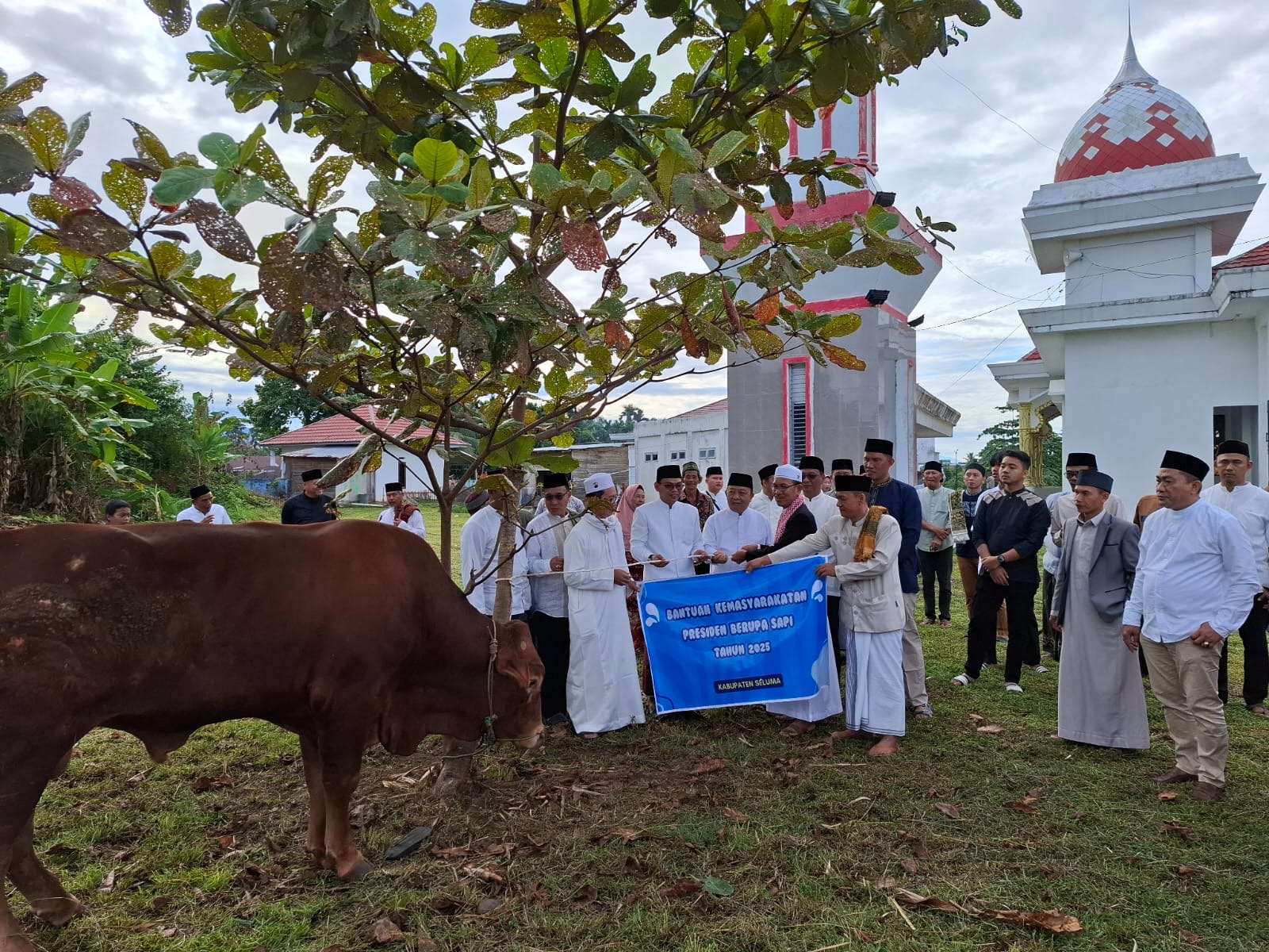 Bupati Seluma Serahkan Sapi Kurban Presiden ke Masjid Baitul Falihin