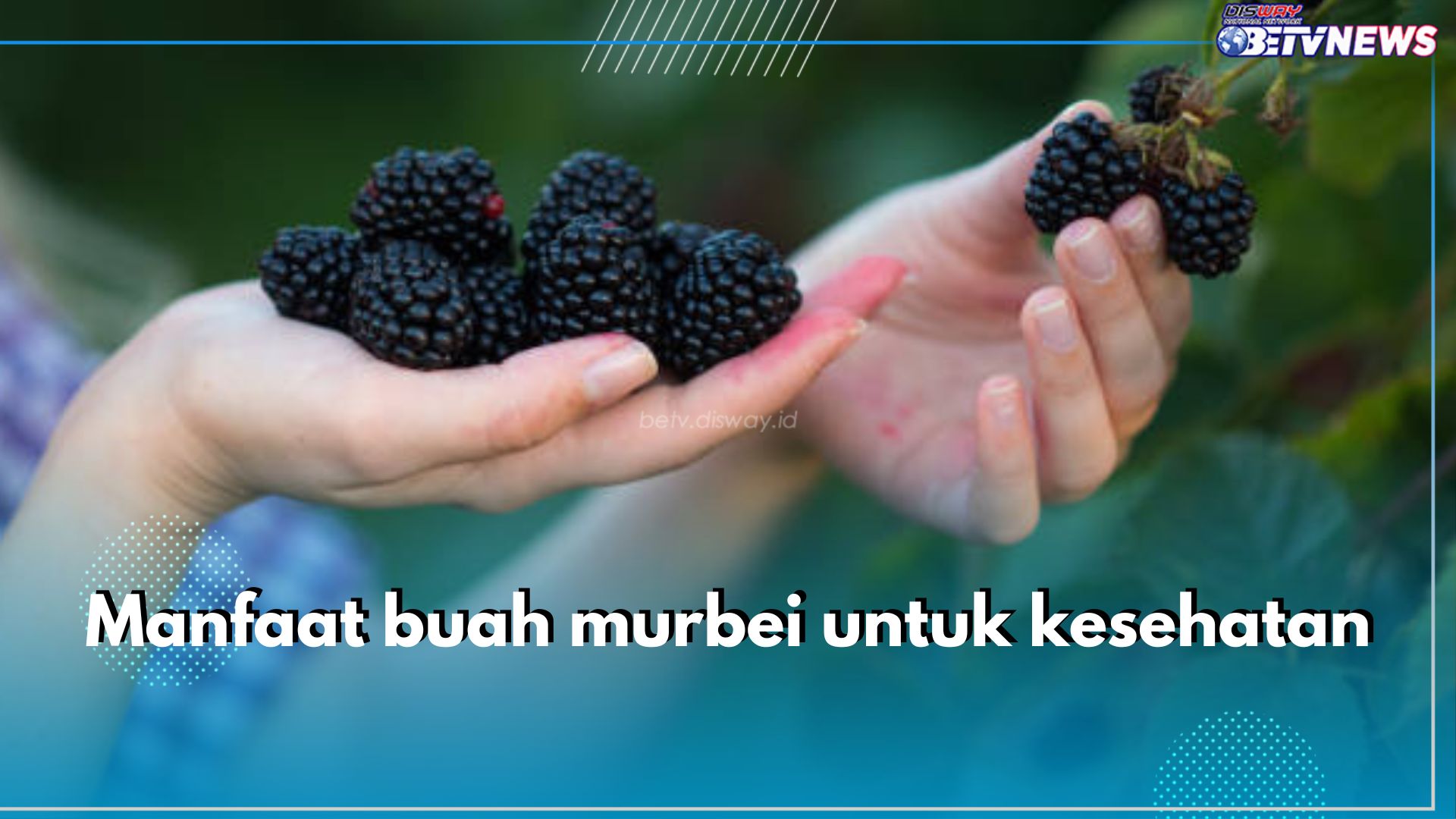 Bukan Cuma Lezat, Ini 6 Manfaat yang Ditawarkan Buah Murbei untuk Kesehatan, Apa Saja?