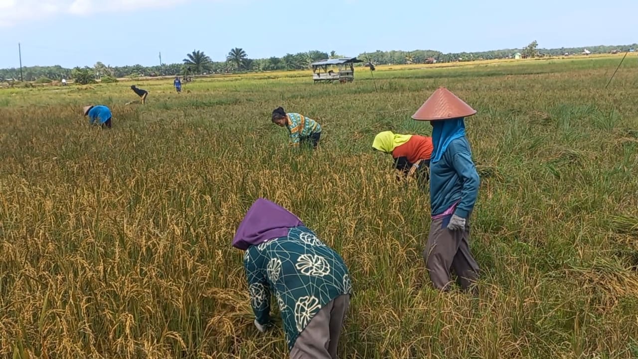 Awal Panen 2024, Estimasi Petani Padi Seluma Hasilkan 4.400 Ton Gabah Kering