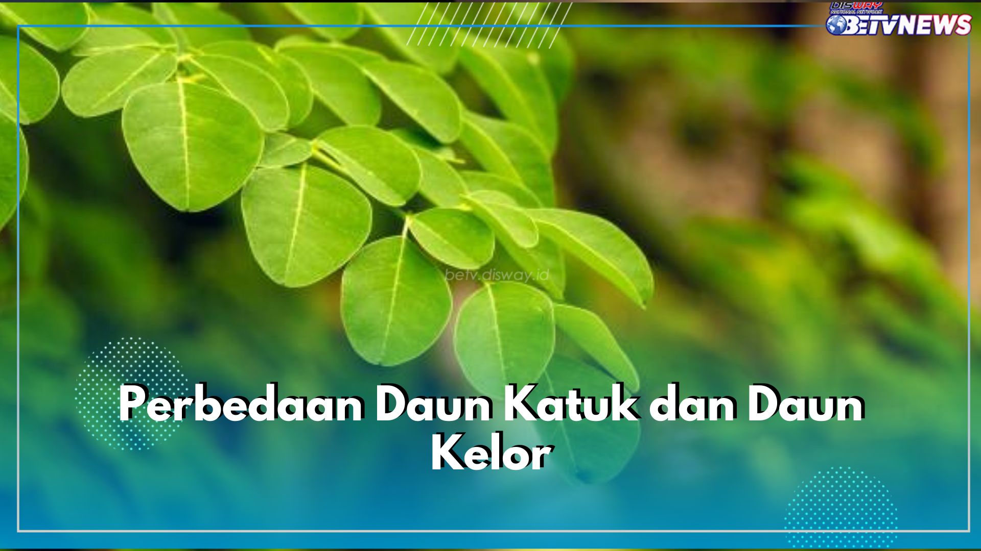 Sekilas Mirip, Ini 5 Perbedaan Daun Katuk dan Daun Kelor yang Perlu Kamu Ketahui