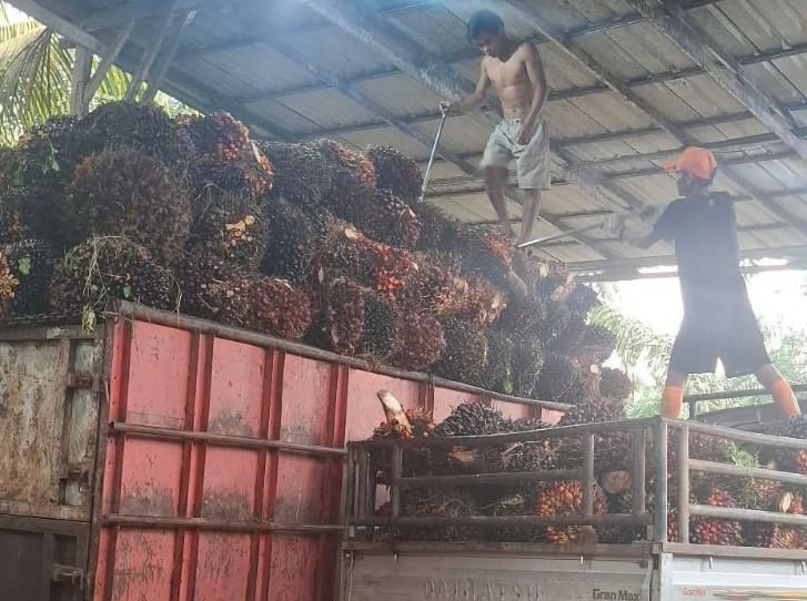 Harga TBS Merangkak Naik, Petani Sawit Seluma Kembali Aktif Panen