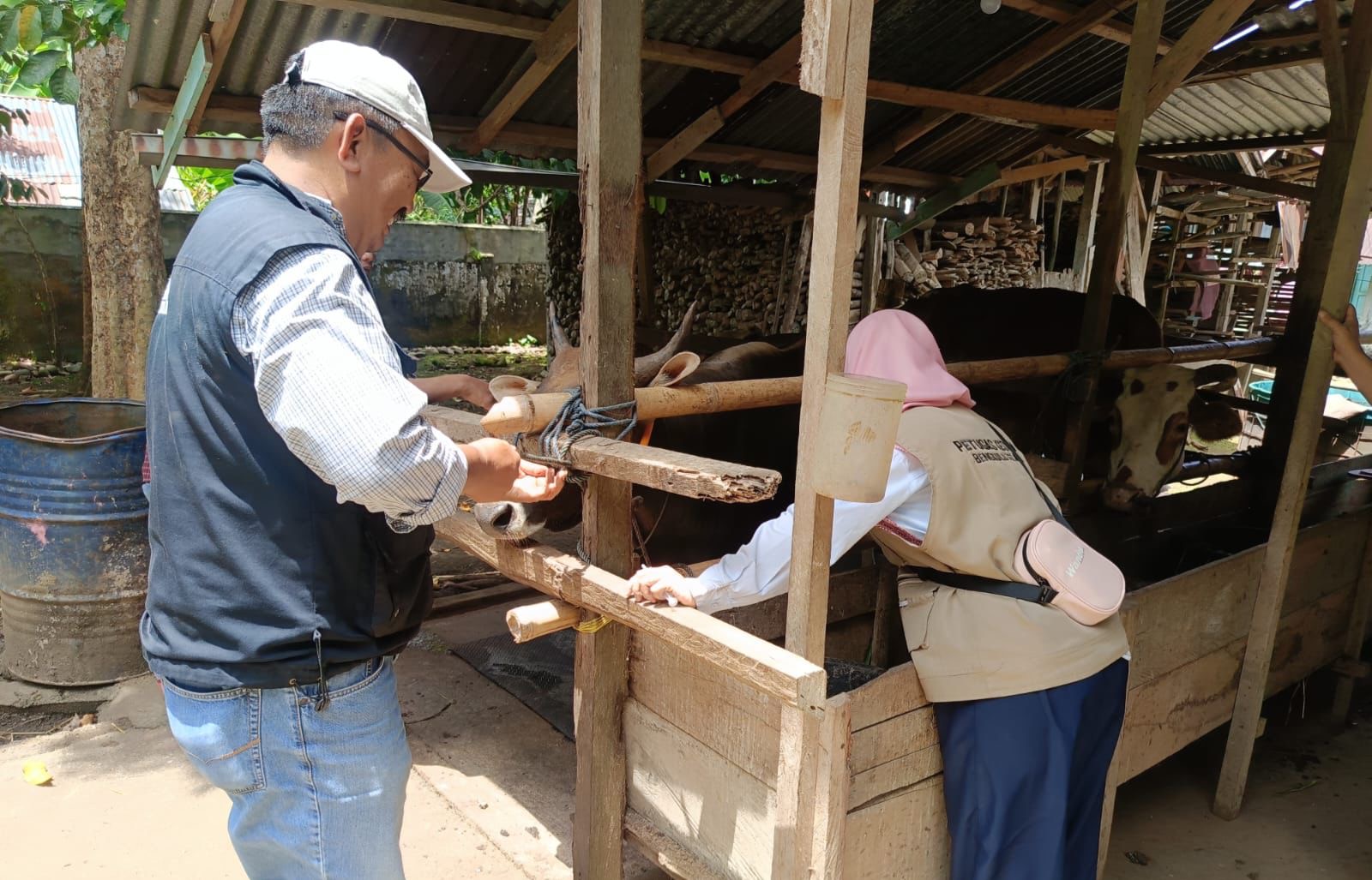 Iduladha 2026, Distan Bengkulu Selatan Verifikasi Kelayakan 896 Hewan Kurban