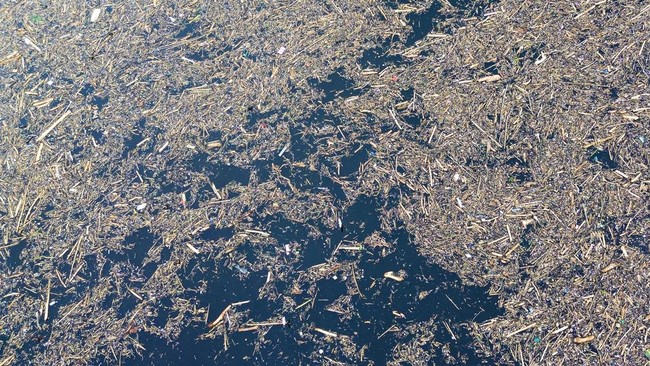 Masih Misteri, Banjir Bandang Bawa Ribuan Kayu Gelondongan Tanpa Kulit, dari Mana Asalnya?