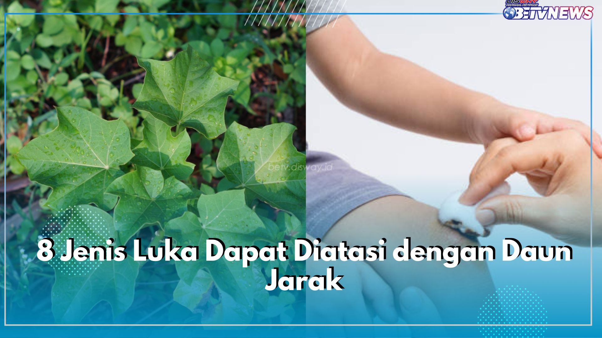 Daun Jarak Bisa Mengobati 8 Jenis Luka Ini, Apa Saja?