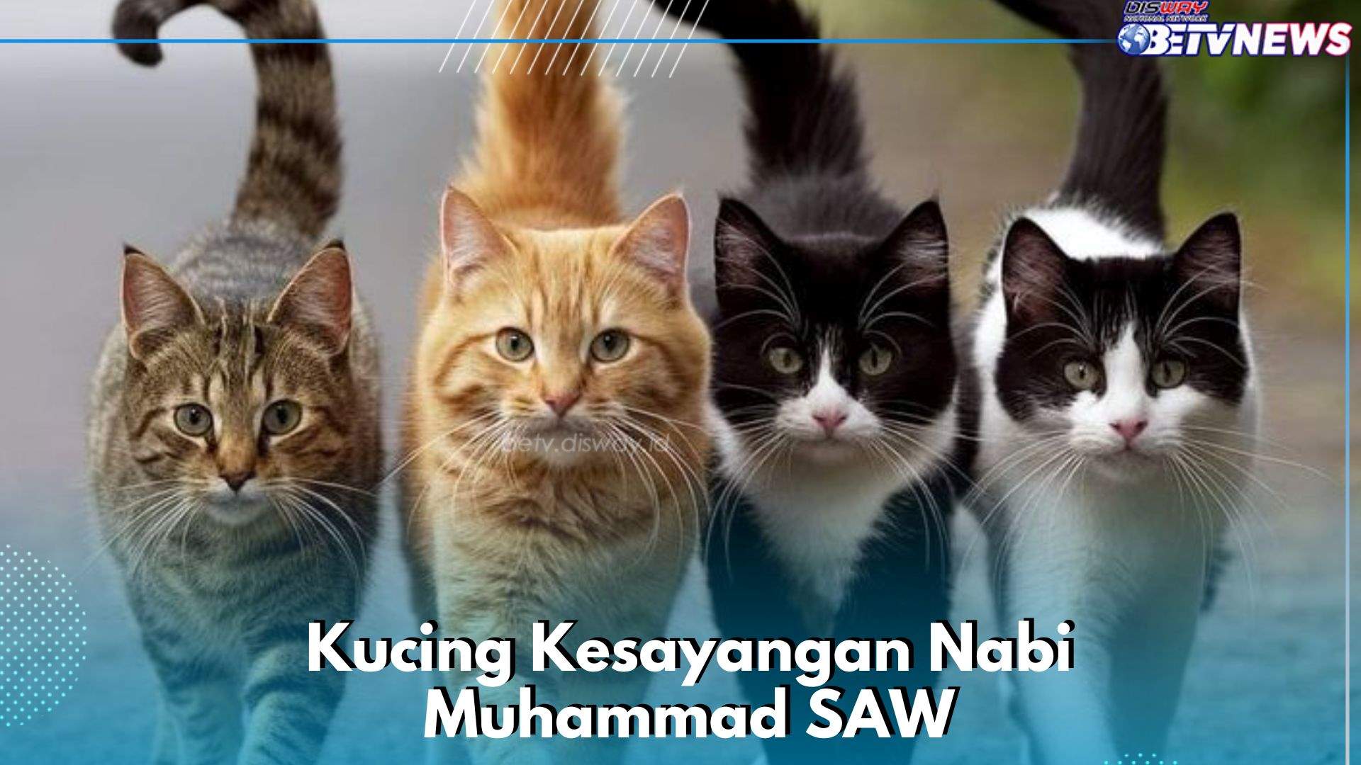 Ternyata Karena Ini Kucing Menjadi Kesayangan Nabi Muhammad SAW, Kamu Perlu Tahu!