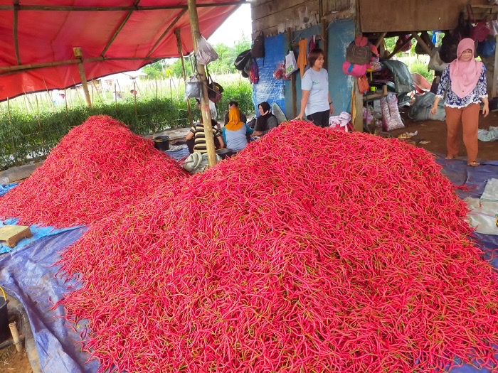 Harga Cabai Merah di Seluma Makin Pedas 