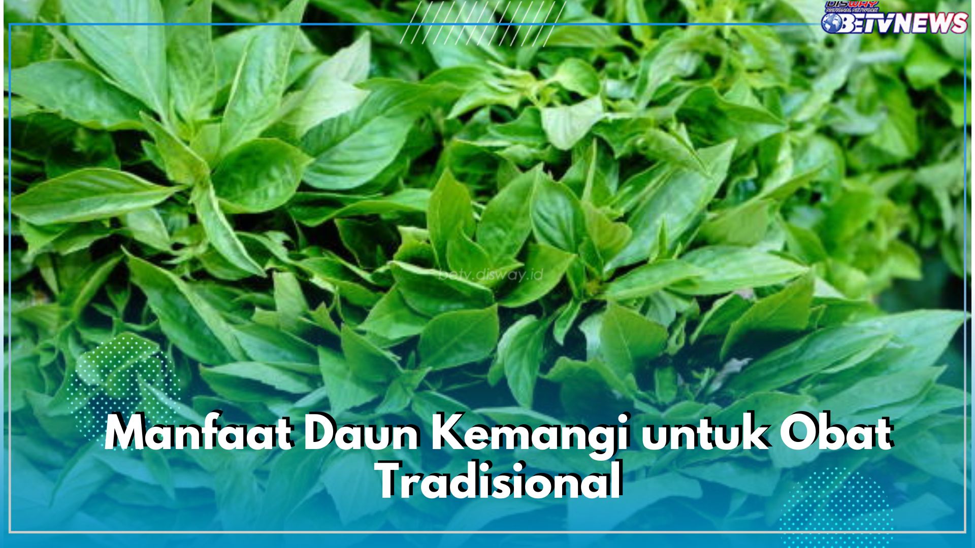 5 Manfaat Daun Kemangi untuk Obat Tradisional, Ampuh Redakan Sakit Kepala