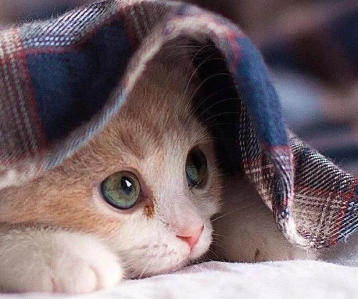 Pecinta Anabul Perlu Tahu, Ini Alasan Kenapa Kucing Tidak Masuk Surga Menurut Islam