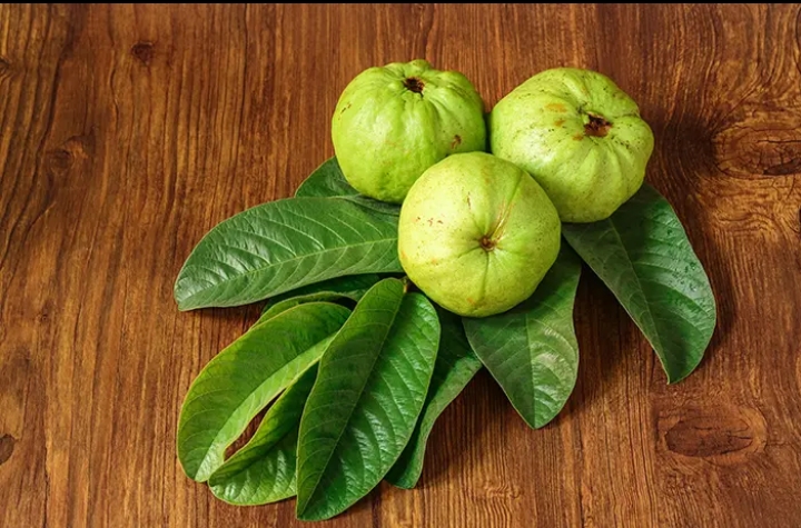 Cukup Mudah, Ini Cara Tepat Gunakan Daun Jambu Biji untuk Obat Herbal