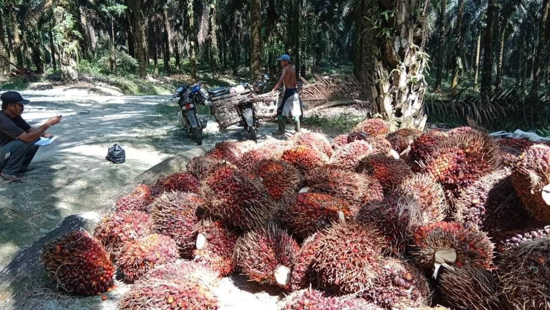 Harga TBS Periode September di Provinsi Bengkulu Ditetapkan Rp 2.602,13 per Kilogram