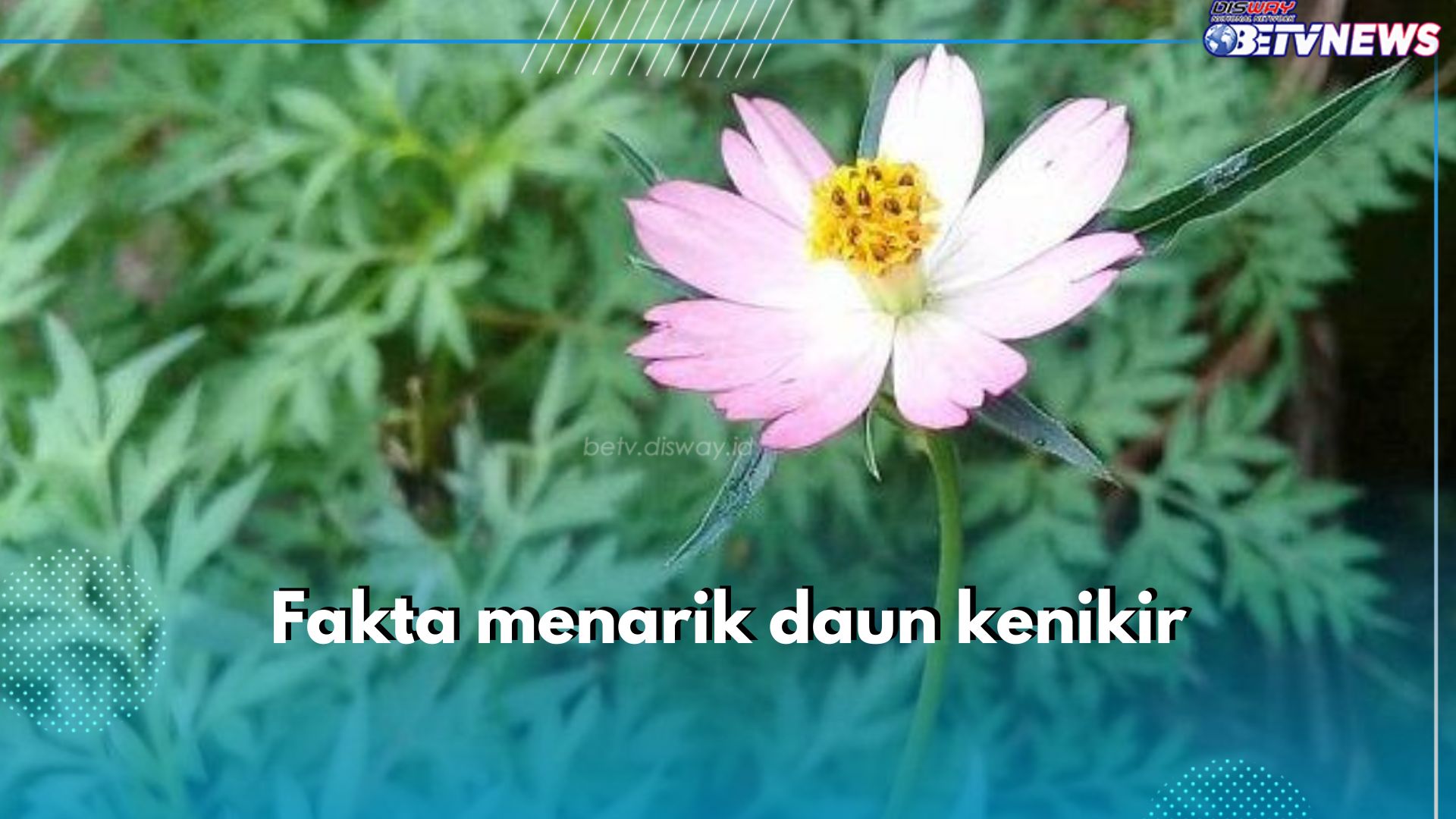 6 Fakta Menarik Daun Kenikir, Punya Julukan Tumbuhan Umur Panjang, Cek Fakta Lainnya di Sini!