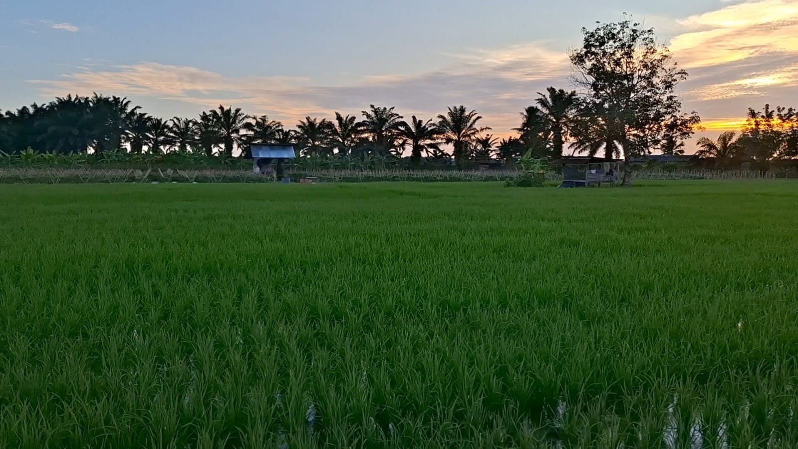 Harga Pupuk Subsidi Tembus Rp160 Ribu, Petani Seluma Menjerit di Tengah Musim Tanam 