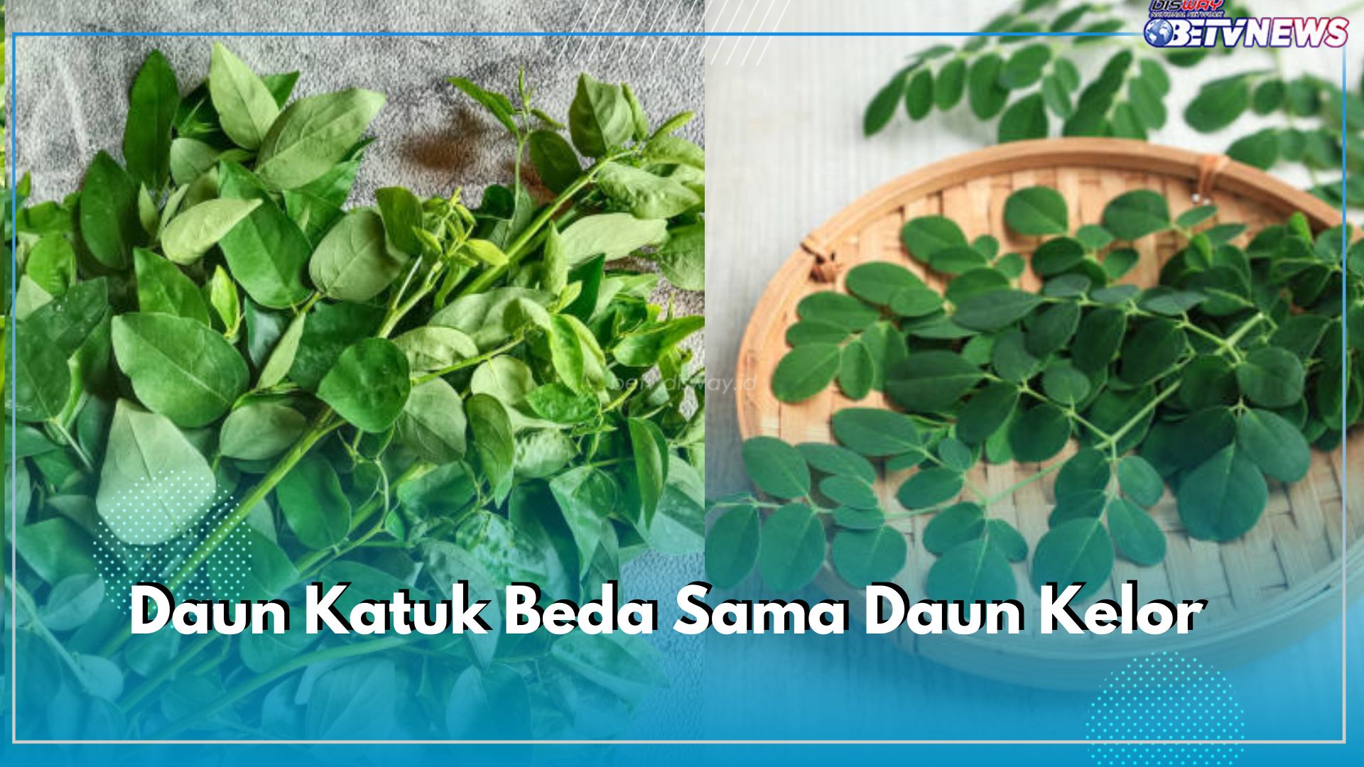 Jangan Sampai Ketukar! Daun Katuk Beda Sama Daun Kelor, Kenali Perbedaannya di Sini!