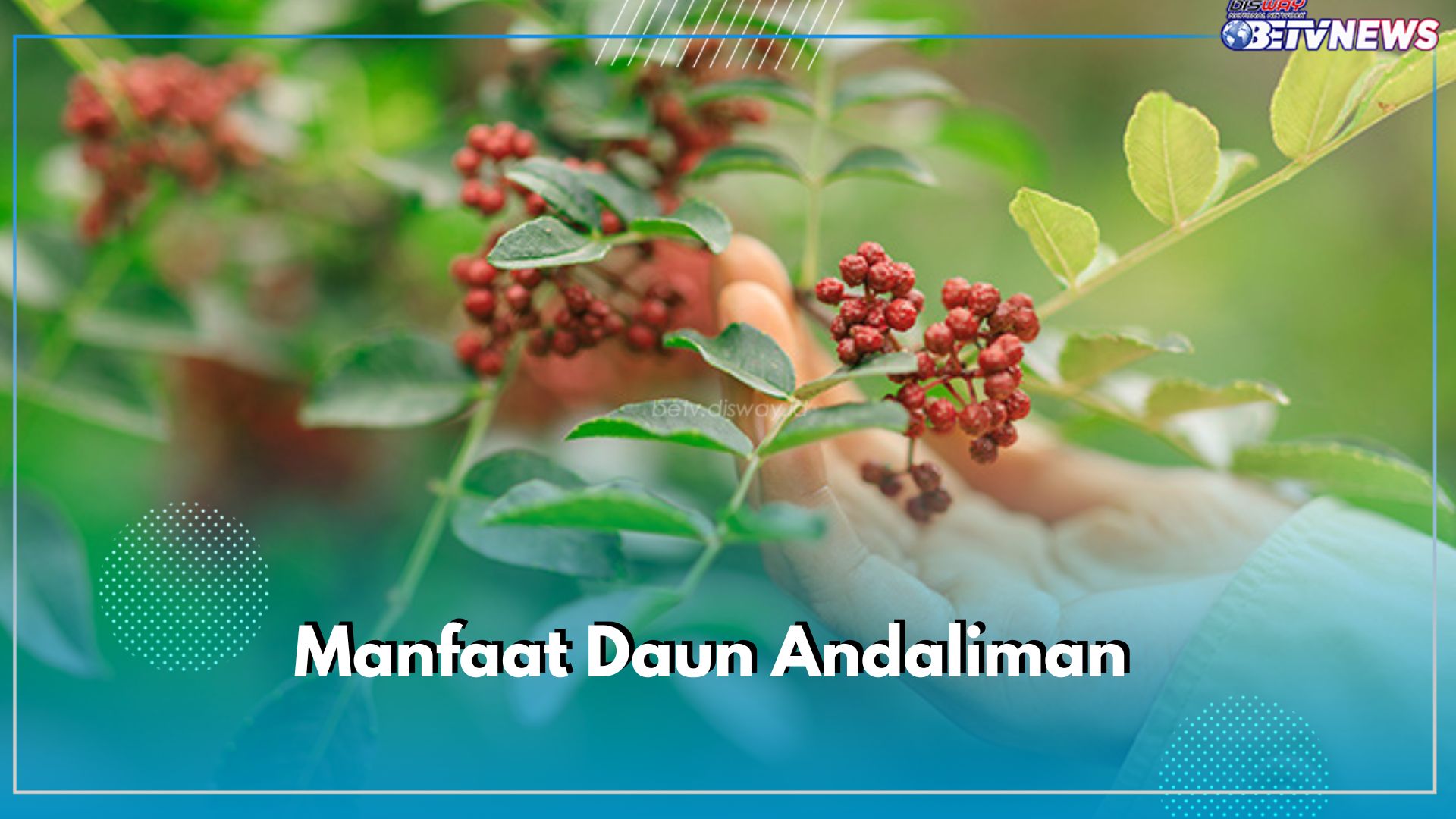 Menambah Rasa Pedas Pada Masakan, Ini 5 Manfaat Daun Andaliman untuk Kesehatan