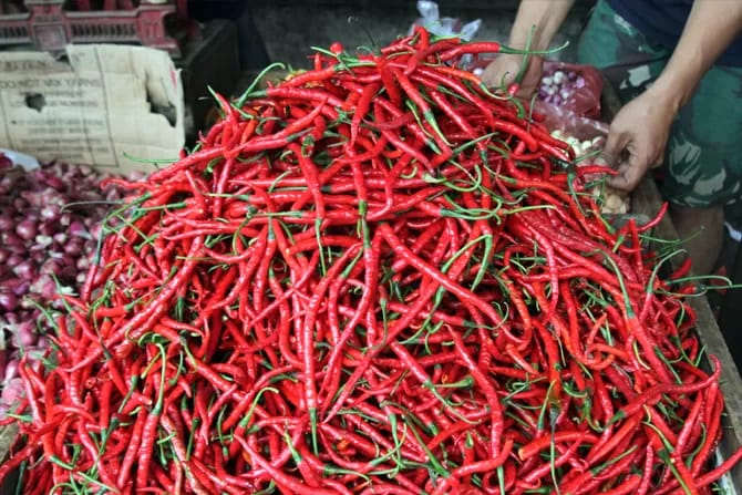 Harga Cabai Merah di Seluma Turun Jadi Rp25 Ribu per Kilogram