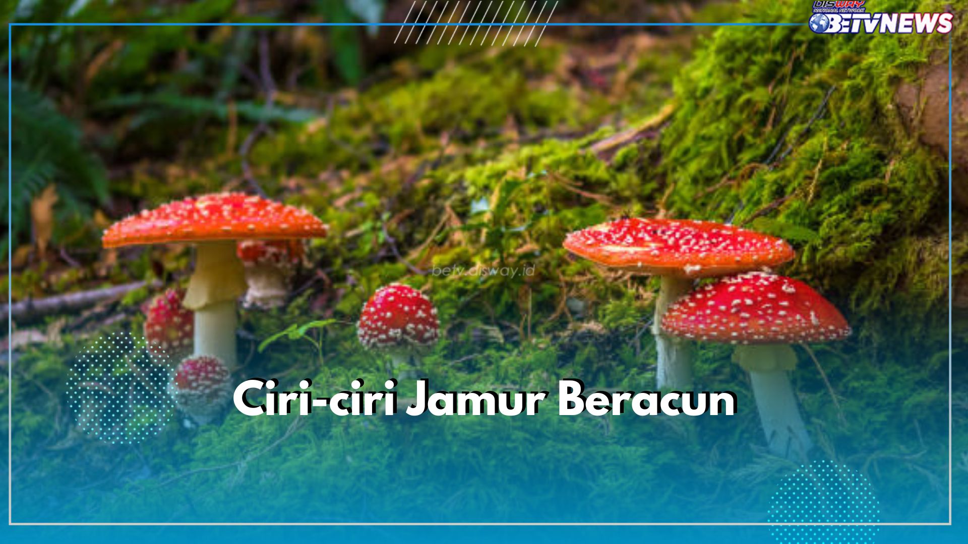 Wajib Tahu! Ini 6 Ciri Jamur Beracun yang Jangan Sekali-kali Dikonsumsi