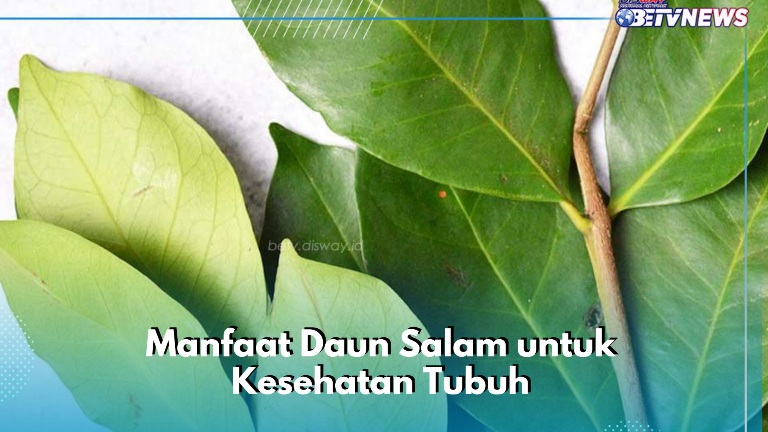 Konsumsi Daun Salam Bisa Meredakan Sakit Haid, Cek Manfaat Lainnya di Sini
