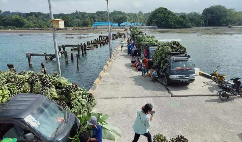 Kapal Tak Bisa Masuk, 8 Ton Pisang di Pulau Enggano Terbuang Sia-sia