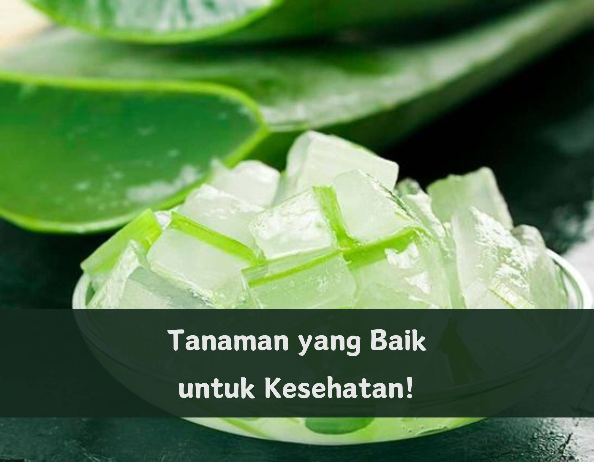 Praktis dan Alami, Cek 6 Tanaman yang Baik untuk Kesehatan Ini, Tanpa Perlu Skincare Dapat Kamu Coba 