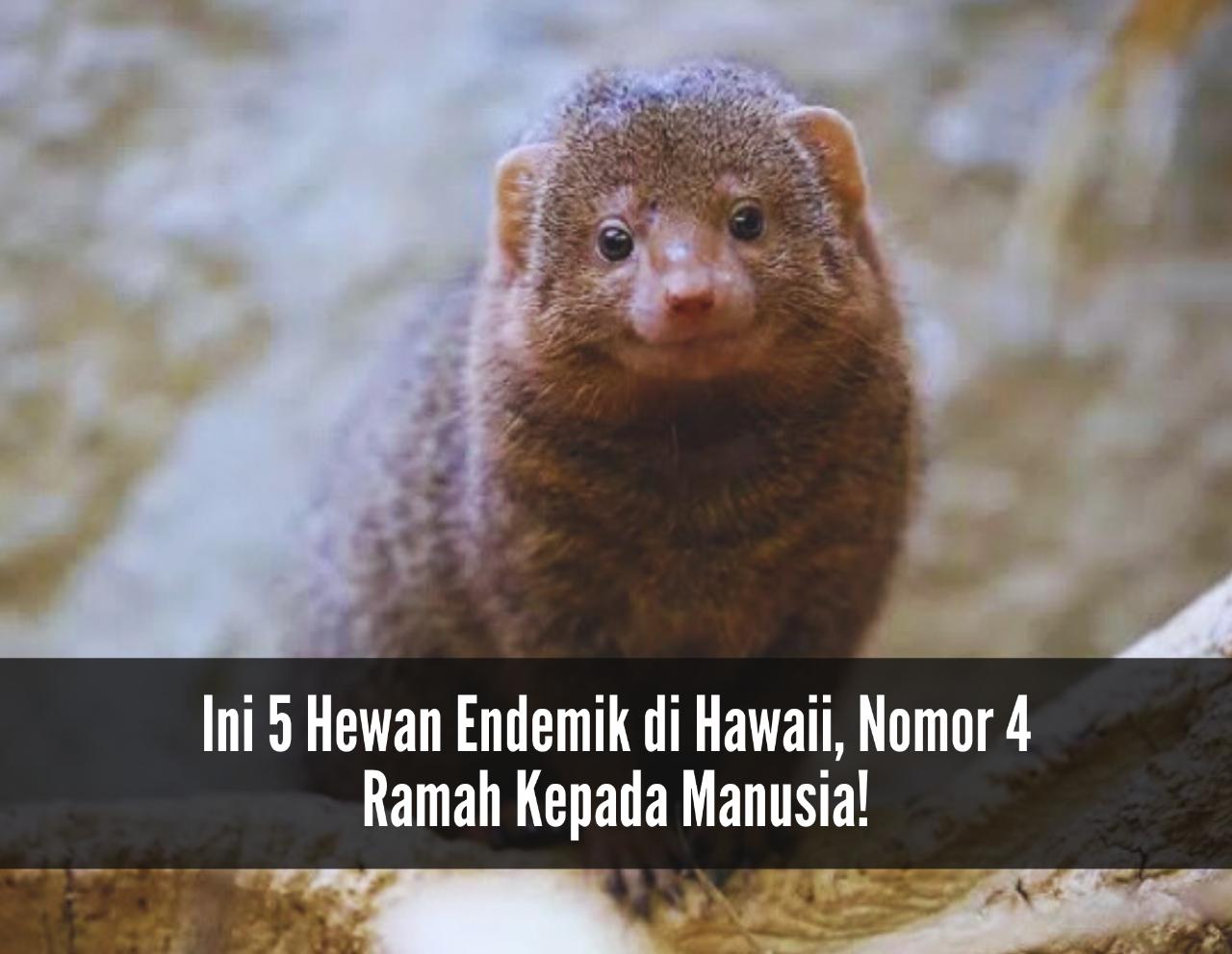 Termasuk Langka! Ini 5 Hewan Endemik di Hawaii, Nomor 4 Ramah Kepada Manusia