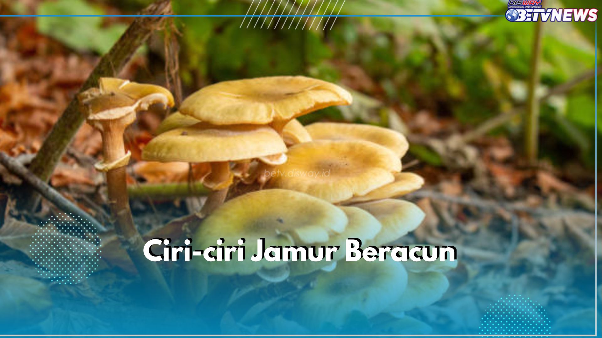 Ini Cara Mudah Kenali Jamur Beracun, Cukup Simak 6 Cirinya di Sini!