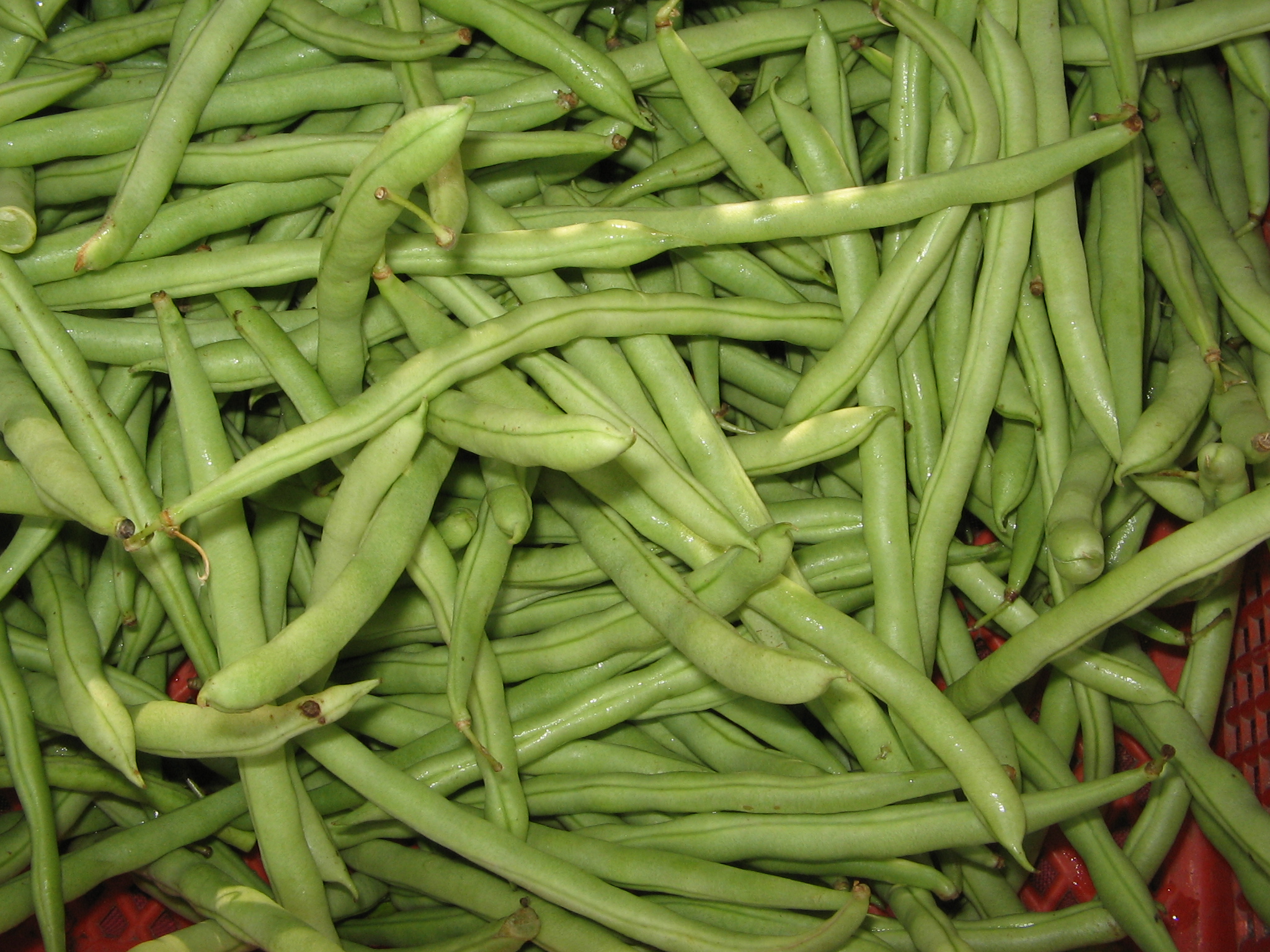 5 Manfaat Kacang Buncis Ini Jarang Diketahui, Cek Karena Sayang Jika Dilewatkan
