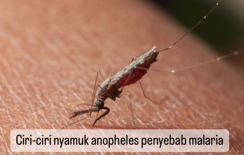 6 Ciri-ciri Nyamuk Malaria yang Harus Diketahui, Mulai dari Warna hingga Masa Hidup, Yuk Cek