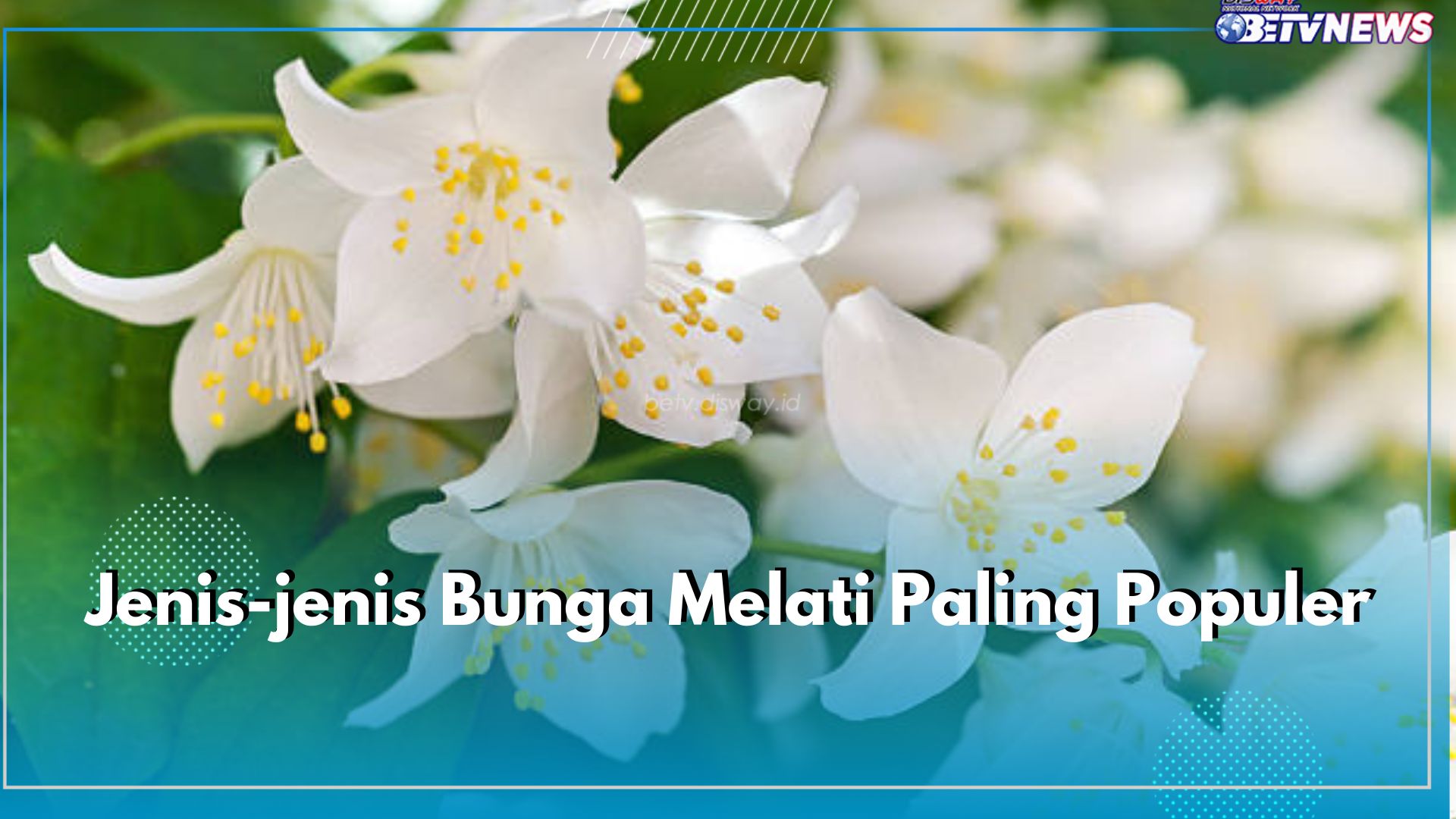 Berbunga Sepanjang Tahun, Ini 7 Jenis Bunga Melati Paling Populer di Dunia
