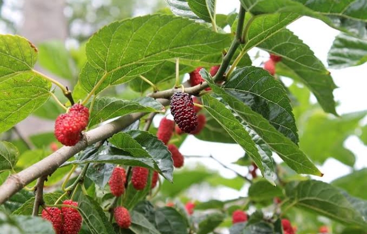 Tinggi Vitamin C, Cek Disini Manfaat Daun Murbei untuk Kesehatan Tubuh Anda!