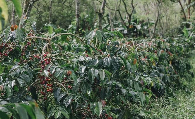 Harga Kopi Mulai Anjlok, Segini Harga di Wilayah Kabupaten Seluma 